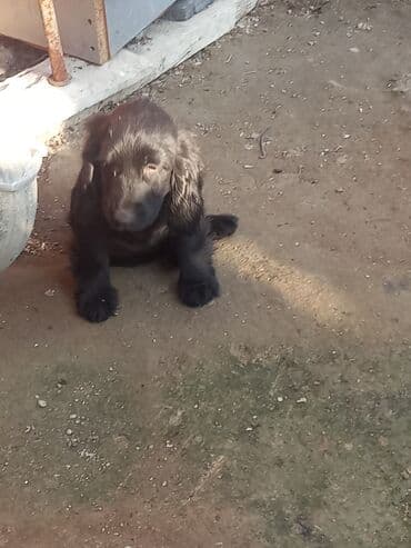 купить щенка кане корсо: Кокер спаниель, 3 месяца, Самец, Самовывоз — 6