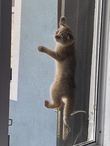 Pişiklər: Qızıl şinşilla, Dişi — 4