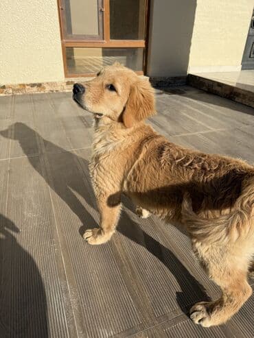 gold sinsilla: Retriever, 4 ay, Dişi, Peyvəndli — 7