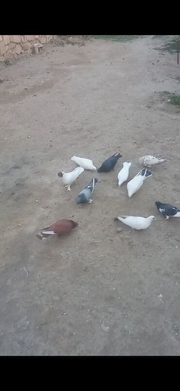 heyvanlar ucun bit dermani: Komla satılır: 9-10 ədəd göyərçin - Hamısı uçan nəsildir - Rənglər — 1