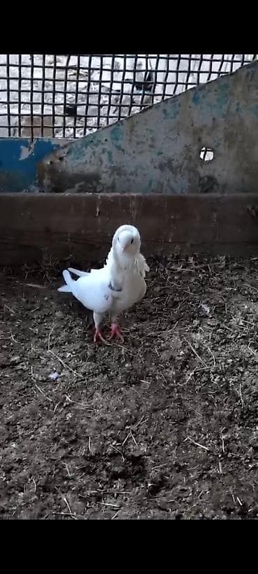 danisan quslar: Ağ rəngli bəzəkli göyərçin – boyun və döş hissəsində sıx, qabarıq — 1