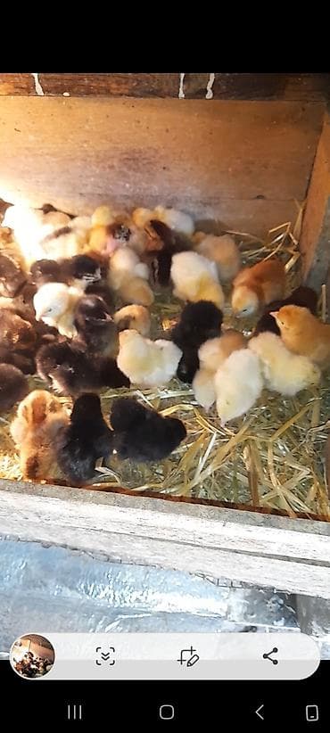 qus sesleri: Toyuq cücələri, Ətlik, Ünvandan götürmə — 2