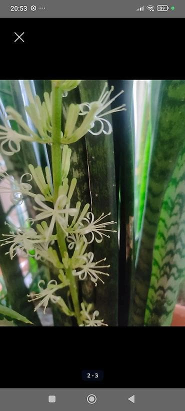 bezek bitkisi: Sanseverya (Qayın dili) otaq bitkisi - Hündürlük: 118 sm, sıx kolda — 6