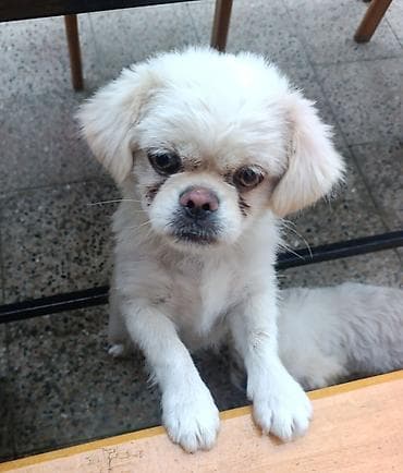 adamcil itler: Pekines, 3 ay, Erkek, Peyvəndli — 2