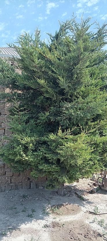 dekor guller: Thuja (ardıc tipli həmişəyaşıl) ağacı - Hündür, sıx və budaqları bol — 4