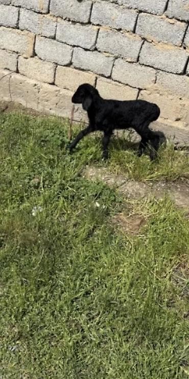 diri quzu satisi: 1 ay yarımlıq 8 baş quzulardı 6 erkey 2 dişi — 6