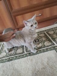 купить кота в баку: Британская, Самка, В добрые руки — 1