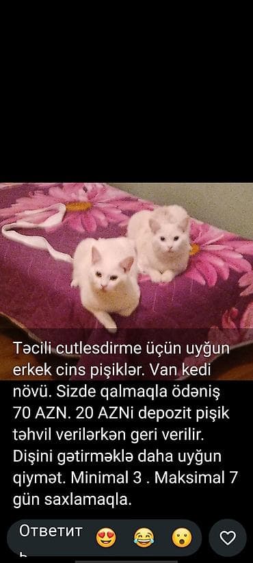 erkək pişik: Van, Erkək, Cütləşmə üçün — 2