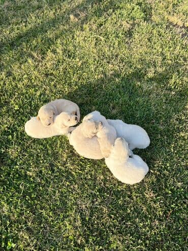 golden retriever qiyməti: Retriever, 1 ay, Erkek, Ünvandan götürmə — 1