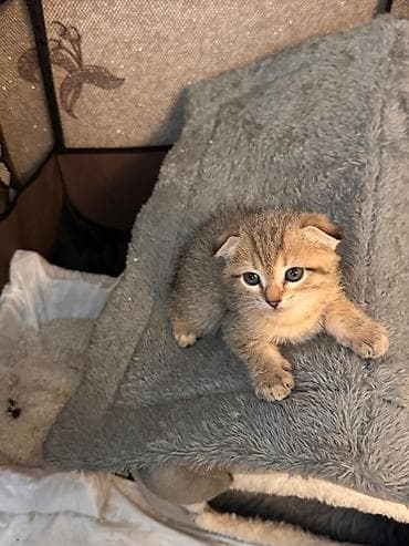 Şotland yastı qulaq — 3