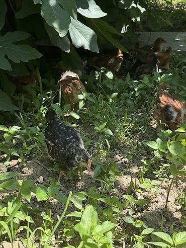 kənt çolpası: Tam sağlam həyət toyugunun yumurtasından çıxmış 1aylıq təmiz kənt — 5