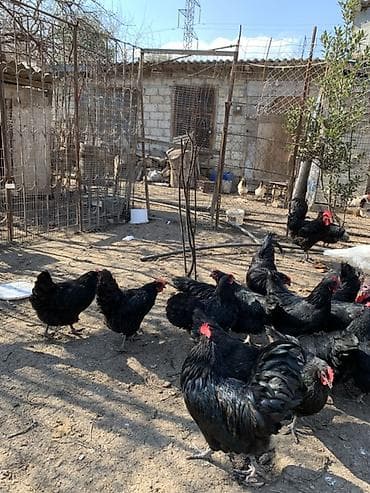 Pişiklər: Toyuq, Australorp, Damazlıq, Ünvandan götürmə — 9