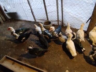 Audi: Muscovy ördəkləri (indooutka) – qrup halında - Rənglər: ağ, qara-ağ — 2