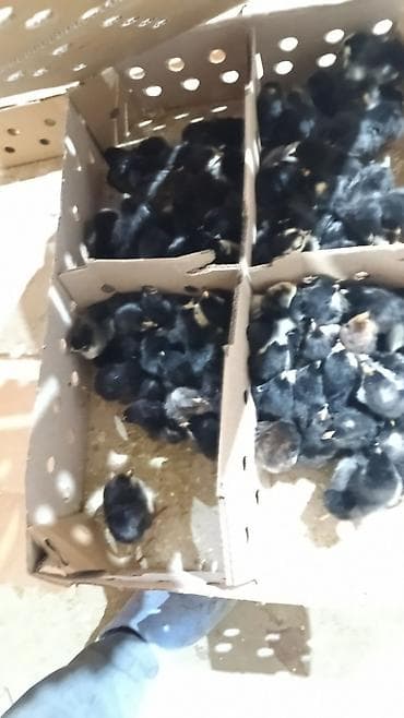 ag itler: Qəmbəri Xarkov temiz qan lider 55 sereblis. 2 sort quban 308 yerli — 2