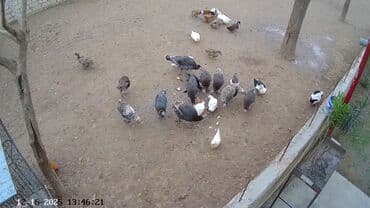 qus yuvası: Cemi13 eded hinduşkadır. 1 xoruz birde anaları var. 11ededi bu il — 2