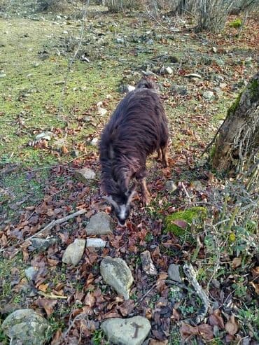 Грызуны: Qara tüklü, qıvrım yunu olan buzuqbuynuz yerli keçi - Rəng: qara — 2