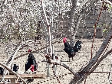 ari satişi: Toyuq, Damazlıq — 7