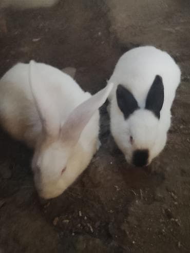 dekarativ heyvanlar: Məhsul: Ev dovşanları (bir neçə fərqli rəng və qulaq forması) Təsvir — 4