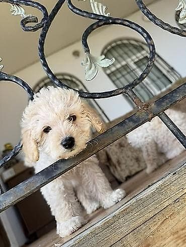 ov tüfənglərinin qiyməti: Salam. İki dənə pudel biri erkəy 8 aylıq biri dişi 6 aylıq. Təmiz — 2