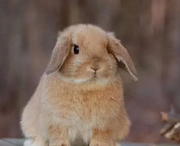 Holland lop kimdə varsa əlaqə saxlasın