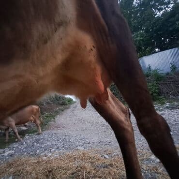 toyuq ucun yem qablari: Salam öz inəyimdi yanındada balası bir yerdə satılır alverci deyiləm — 7