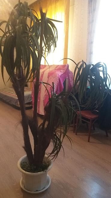 Aqac satılır,,,tebiyi deyil,,50m real alıcıya endirim olacaq