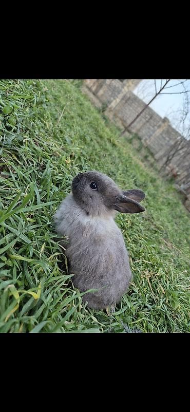 Dovşan satilir,11dənəyidi,4dənə qalib tələsin!!!