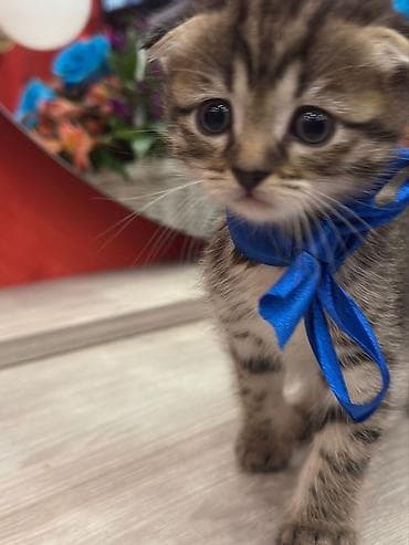 lalafo pişik: Şotland — 3