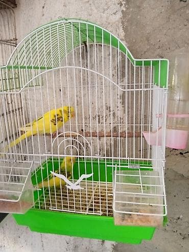 it davasi 2019: Sari quslar cüt 40 Azn — 3