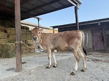 buzov satışı: Təmiz ag qulagdı dişdi — 1