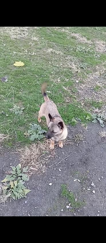 alman kurdu iti: Məhsul: Kiçik ölçülü itlər (2 ədəd) cütü 200 manat Təsvir: - Qısa — 2