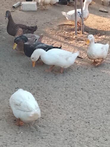 hinduşqa balası: Satılır: ördək sürüsü - Növlər və rənglər: ağ, qara, boz, qəhvəyi və — 9