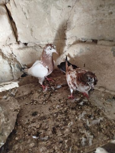 пудель в добрые руки: Şəkillərdə müxtəlif rənglərdə və bəzi fərqli xüsusiyyətlərə malik — 6