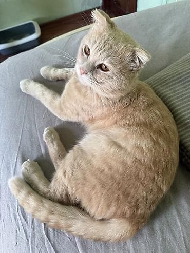 pişik şampunu: Şotland, Erkək, Yaxşı əllərə — 6