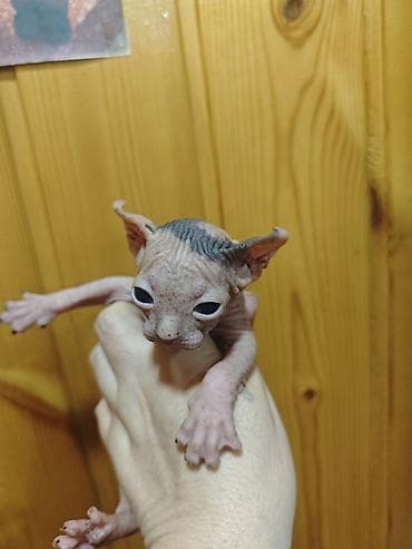 heyvan: Котята сфинкс эльфы.есть так же прямоушки.принимается бронь на котят.2 — 7
