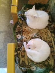 pişik tualet: Erkək, Dişi, Yaxşı əllərə, Ödənişli çatdırılma — 9