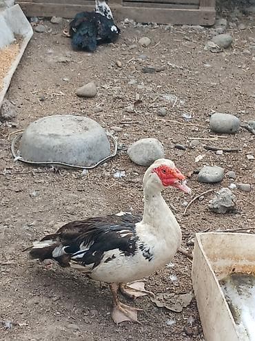 heyvanlar quşlar: Her ikisini goturen olsa endirim ederem tek tek ayri ayri qiymetdi — 2
