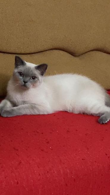 pişik növləri: Britan — 2