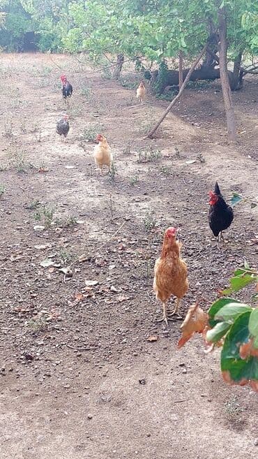 породистые собаки в добрые руки: Fermada yetişdirilmiş müxtəlif cinslərdən ibarət toyuqlar. Qəhvəyi — 3