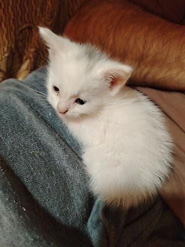 pişik balalari: Türk anqora, Pulsuz çatdırılma — 8