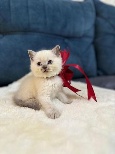 it adlari disi: Britan — 2