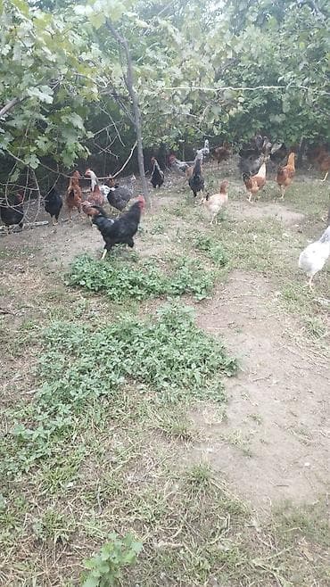 qara rəng: Təbii şəraitdə bəslənən toyuqlar - Açıq havada, ağaclıq və torpaq — 2