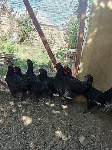 Avstralob çolpalari xəstəiliyleri yoxdur tecli satılır tek tek alana lalafo.az -da Avstralob çolpalari xəstəiliyleri yoxdur tecli satılır tek tek alana