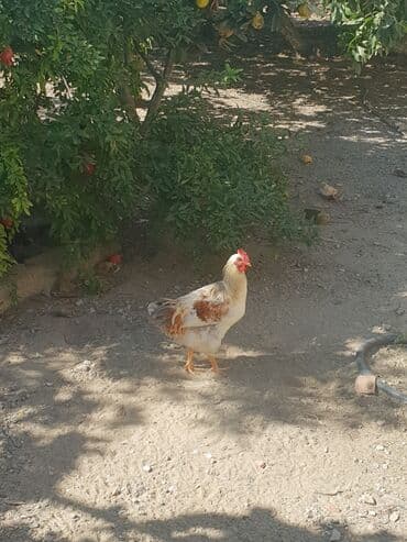 xoruzun nece rengi var: Xoruz, il: 1, Ünvandan götürmə — 2