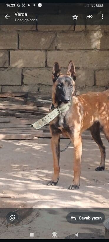 немецкие овчарки щенки купить: Belçika çoban iti — 2