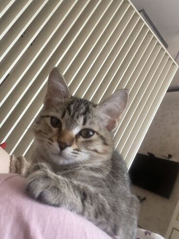 породистые котята даром: Британская, Самка, В добрые руки, Самовывоз — 1