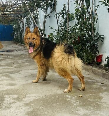 pekines satisi: Alman çoban iti, 2 il, Erkek — 7