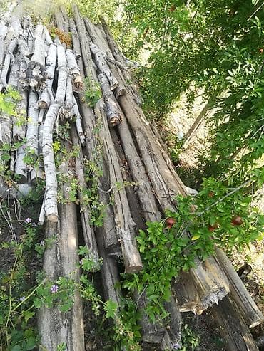 Ağac sütunları satılır 6 metr qurda qarşı dərmanlanıb yaglanıb qabığı