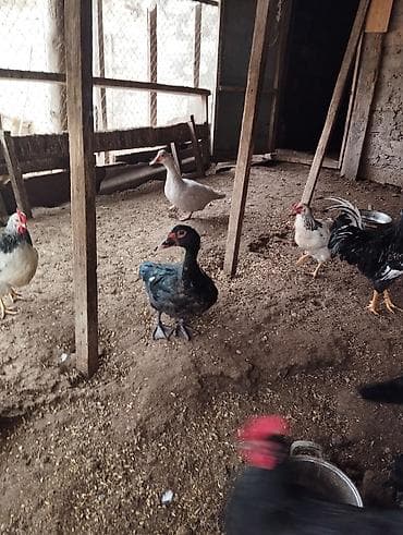 ördekler: Məhsul: Ev quşları dəss 2eded kitayski toyug 2 ədəd yaşıl lal ördək 1 — 2