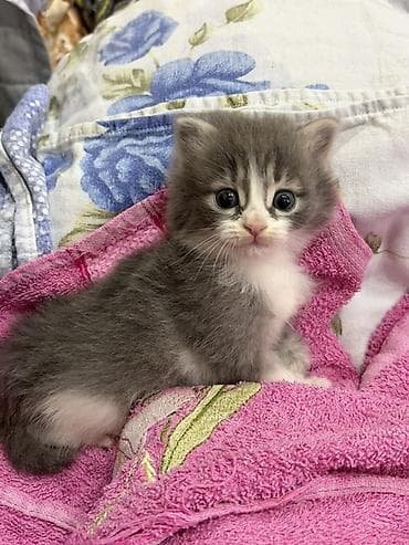 pişim: Yaxşı əllərə — 4